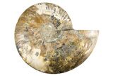 Cut & Polished Ammonite Fossil (Half) - Deep Crystal Pockets #323429-1